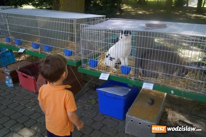 Zdjęcie w galerii na portalu naszwodzislaw.com: Wystawa drobnego inwentarza w Parku Miejskim  wiadomości z regionu
