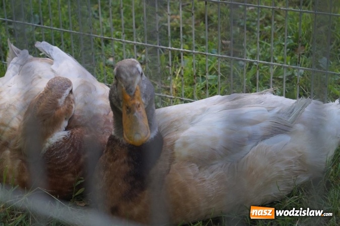 Zdjęcie w galerii na portalu naszwodzislaw.com: Wystawa drobnego inwentarza w Parku Miejskim  wiadomości z regionu