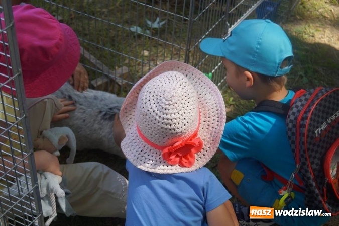 Zdjęcie w galerii na portalu naszwodzislaw.com: Wystawa drobnego inwentarza w Parku Miejskim  wiadomości z regionu