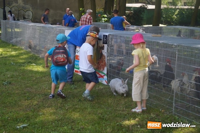 Zdjęcie w galerii na portalu naszwodzislaw.com: Wystawa drobnego inwentarza w Parku Miejskim  wiadomości z regionu