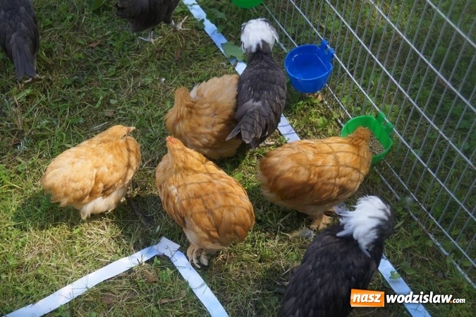 Zdjęcie w galerii na portalu naszwodzislaw.com: Wystawa drobnego inwentarza w Parku Miejskim  wiadomości z regionu