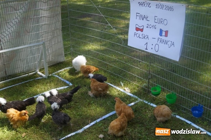 Zdjęcie w galerii na portalu naszwodzislaw.com: Wystawa drobnego inwentarza w Parku Miejskim  wiadomości z regionu