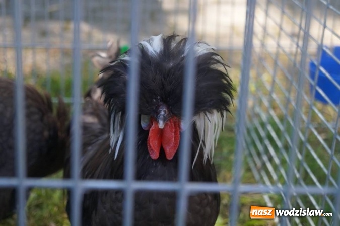 Zdjęcie w galerii na portalu naszwodzislaw.com: Wystawa drobnego inwentarza w Parku Miejskim  wiadomości z regionu