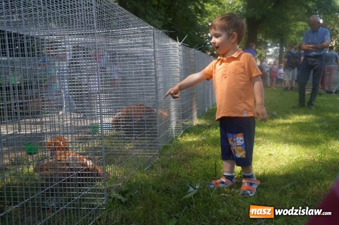 Zdjęcie w galerii na portalu naszwodzislaw.com: Wystawa drobnego inwentarza w Parku Miejskim  wiadomości z regionu