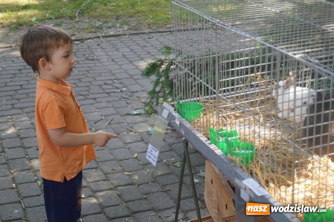 Zdjęcie w galerii na portalu naszwodzislaw.com: Wystawa drobnego inwentarza w Parku Miejskim  wiadomości z regionu