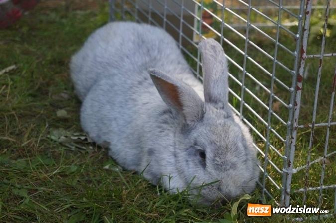 Zdjęcie w galerii na portalu naszwodzislaw.com: Wystawa drobnego inwentarza w Parku Miejskim  wiadomości z regionu