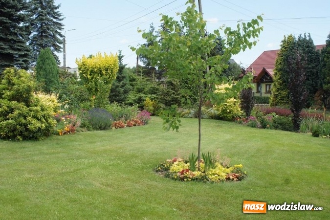 Zdjęcie w galerii na portalu naszwodzislaw.com: Rozstrzygnięto konkurs na najpiękniejszy ogród Gminy Mszana 2016 wiadomości z regionu