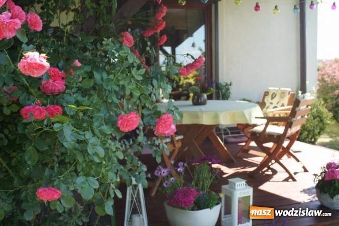 Zdjęcie w galerii na portalu naszwodzislaw.com: Rozstrzygnięto konkurs na najpiękniejszy ogród Gminy Mszana 2016 wiadomości z regionu