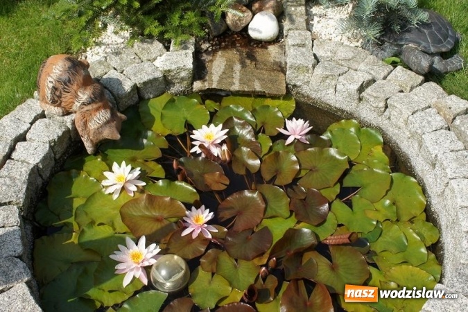 Zdjęcie w galerii na portalu naszwodzislaw.com: Rozstrzygnięto konkurs na najpiękniejszy ogród Gminy Mszana 2016 wiadomości z regionu