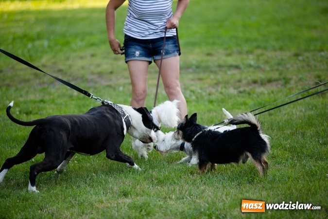 Zdjęcie w galerii na portalu naszwodzislaw.com: W Radlinie obchodzili Dzień Psa wiadomości z regionu
