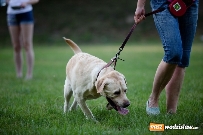 Zdjęcie w galerii na portalu naszwodzislaw.com: W Radlinie obchodzili Dzień Psa wiadomości z regionu