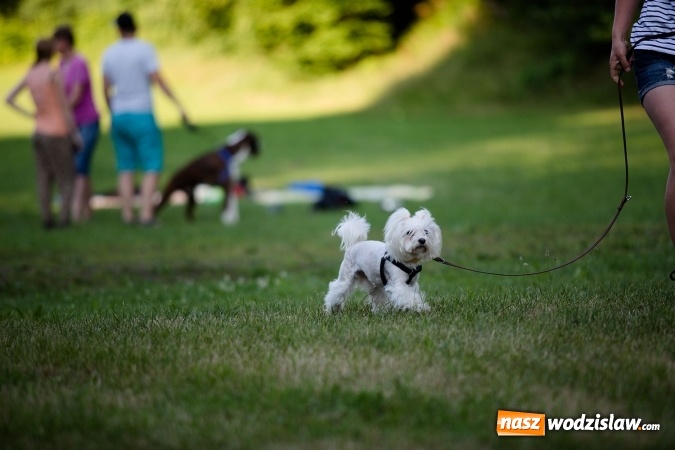 Zdjęcie w galerii na portalu naszwodzislaw.com: W Radlinie obchodzili Dzień Psa wiadomości z regionu