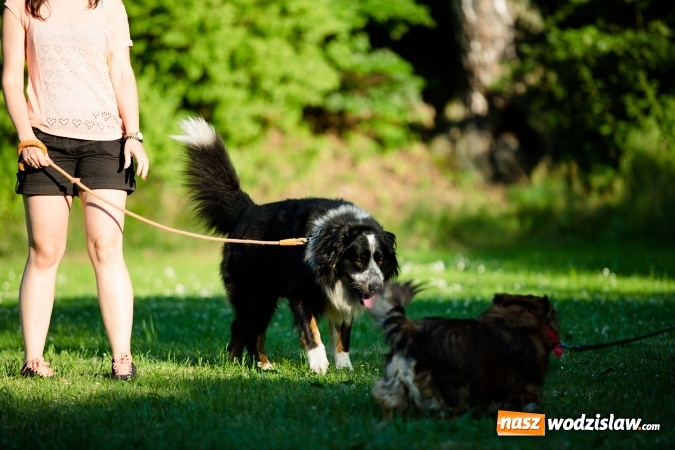 Zdjęcie w galerii na portalu naszwodzislaw.com: W Radlinie obchodzili Dzień Psa wiadomości z regionu