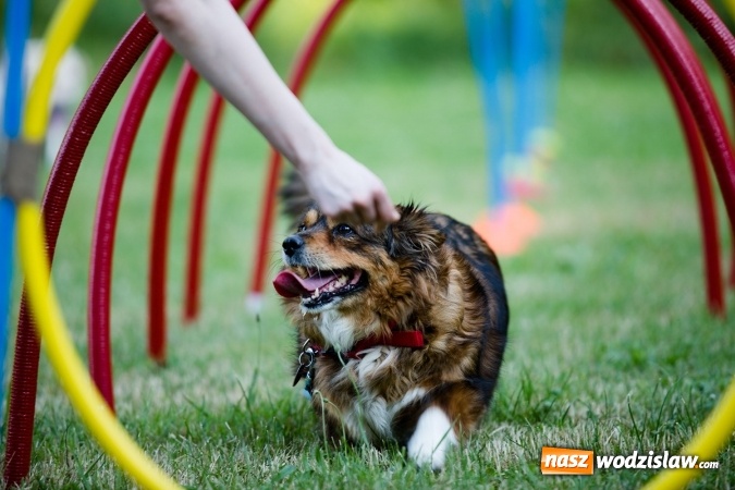 Zdjęcie w galerii na portalu naszwodzislaw.com: W Radlinie obchodzili Dzień Psa wiadomości z regionu