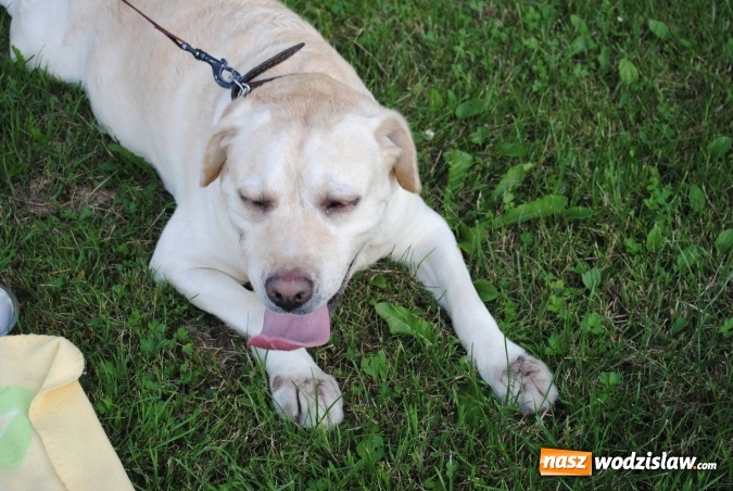 Zdjęcie w galerii na portalu naszwodzislaw.com: W Radlinie obchodzili Dzień Psa wiadomości z regionu