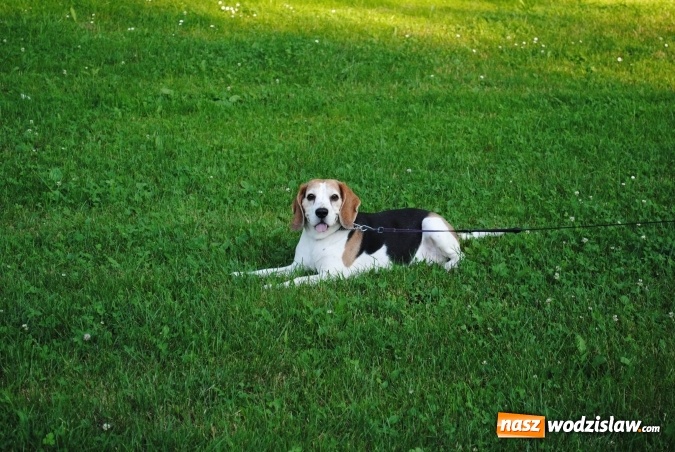 Zdjęcie w galerii na portalu naszwodzislaw.com: W Radlinie obchodzili Dzień Psa wiadomości z regionu