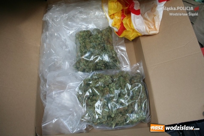 Zdjęcie w galerii na portalu naszwodzislaw.com: Przewoził w samochodzie ponad pół kilograma marihuany. W mieszkaniu 36-latka policjanci natrafili na kolejne 