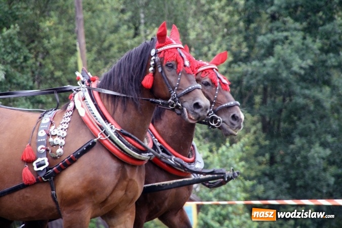 Zdjęcie w galerii na portalu naszwodzislaw.com: IX Pokaz Konia Śląskiego w Krostoszowicach wiadomości z regionu