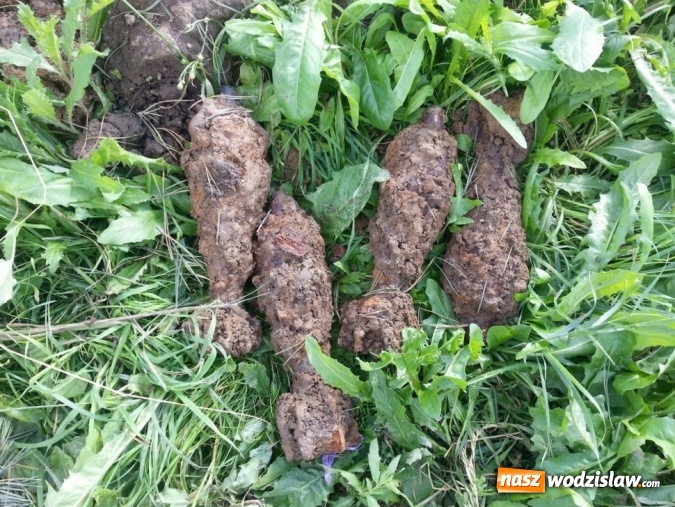 Zdjęcie w galerii na portalu naszwodzislaw.com: Na terenie polderu Buk&oacute;w natrafiono na groźne pamiątki po II wojnie światowej wiadomości z regionu