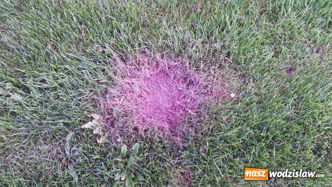 Zdjęcie w galerii na portalu naszwodzislaw.com: Boisko w Radlinie II zdewastowane wiadomości z regionu