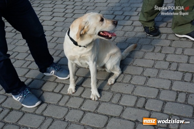 Zdjęcie w galerii na portalu naszwodzislaw.com: 15 osób zatrzymanych z narkotykami podczas Festiwalu Reggae wiadomości z regionu