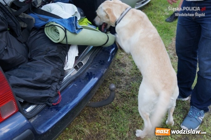 Zdjęcie w galerii na portalu naszwodzislaw.com: 15 osób zatrzymanych z narkotykami podczas Festiwalu Reggae wiadomości z regionu