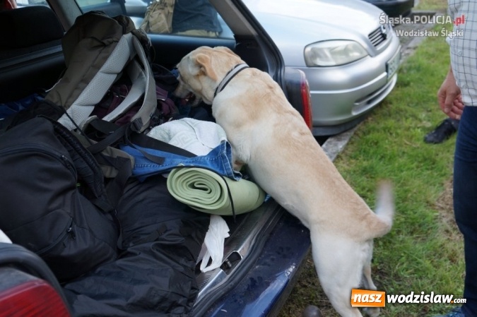 Zdjęcie w galerii na portalu naszwodzislaw.com: 15 osób zatrzymanych z narkotykami podczas Festiwalu Reggae wiadomości z regionu