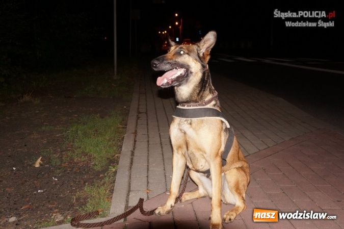 Zdjęcie w galerii na portalu naszwodzislaw.com: 15 osób zatrzymanych z narkotykami podczas Festiwalu Reggae wiadomości z regionu