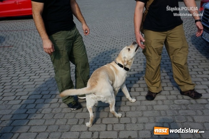 Zdjęcie w galerii na portalu naszwodzislaw.com: 15 osób zatrzymanych z narkotykami podczas Festiwalu Reggae wiadomości z regionu