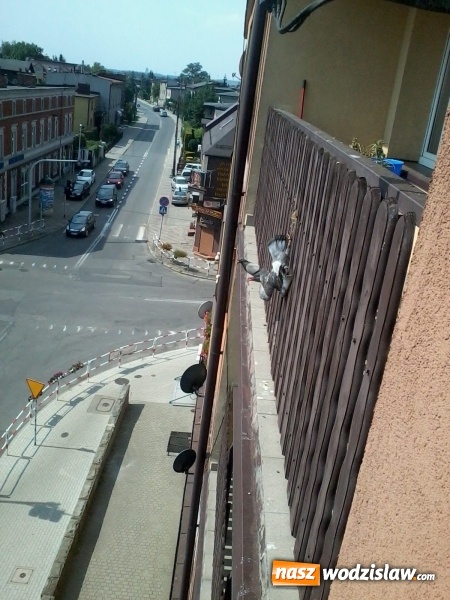 Zdjęcie w galerii na portalu naszwodzislaw.com: Strażnicy Miejscy uratowali gołębia  wiadomości z regionu