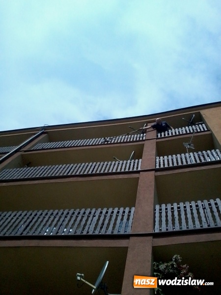 Zdjęcie w galerii na portalu naszwodzislaw.com: Strażnicy Miejscy uratowali gołębia  wiadomości z regionu