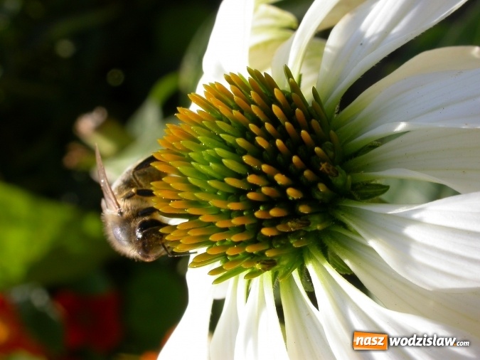 Zdjęcie w galerii na portalu naszwodzislaw.com: 8 sierpnia obchody Wielkiego Dnia Pszczół w województwie śląskim wiadomości z regionu