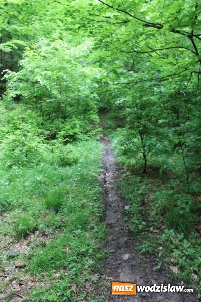 Zdjęcie w galerii na portalu naszwodzislaw.com: Quady i motocykle, które niszczą rezerwaty wiadomości z regionu