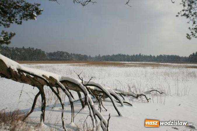 Zdjęcie w galerii na portalu naszwodzislaw.com: Leśnicy walczą o przywrócenie świetności rezerwatu Jeleniak – Mikuliny wiadomości z regionu
