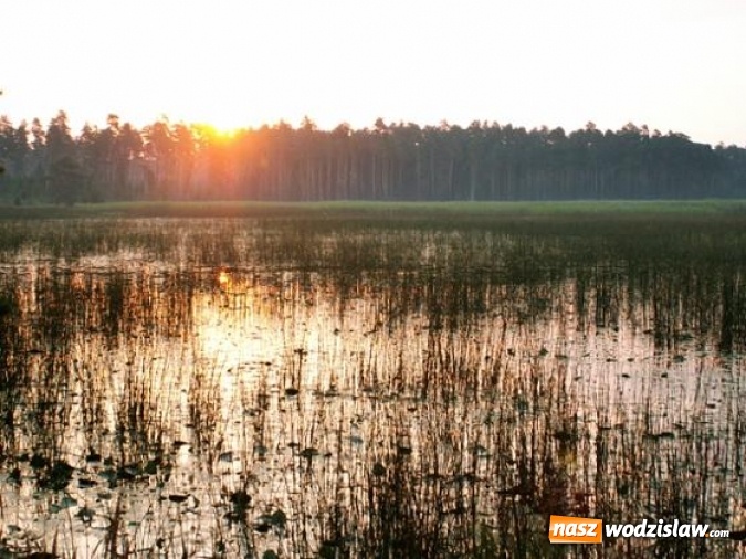 Zdjęcie w galerii na portalu naszwodzislaw.com: Leśnicy walczą o przywrócenie świetności rezerwatu Jeleniak – Mikuliny wiadomości z regionu