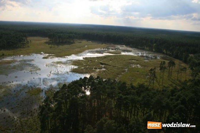 Zdjęcie w galerii na portalu naszwodzislaw.com: Leśnicy walczą o przywrócenie świetności rezerwatu Jeleniak – Mikuliny wiadomości z regionu