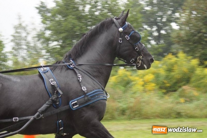 Zdjęcie w galerii na portalu naszwodzislaw.com: Mszana: I Zawody Zaprzęg&oacute;w Konnych za nami. Deszcz nie przestraszył uczestnik&oacute;w wiadomości z regionu