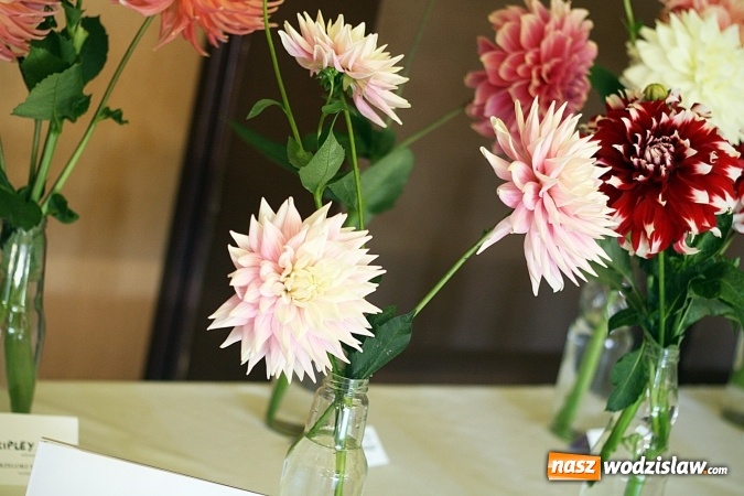 Zdjęcie w galerii na portalu naszwodzislaw.com: Daliami zapachniało w WDK Czyżowice wiadomości z regionu