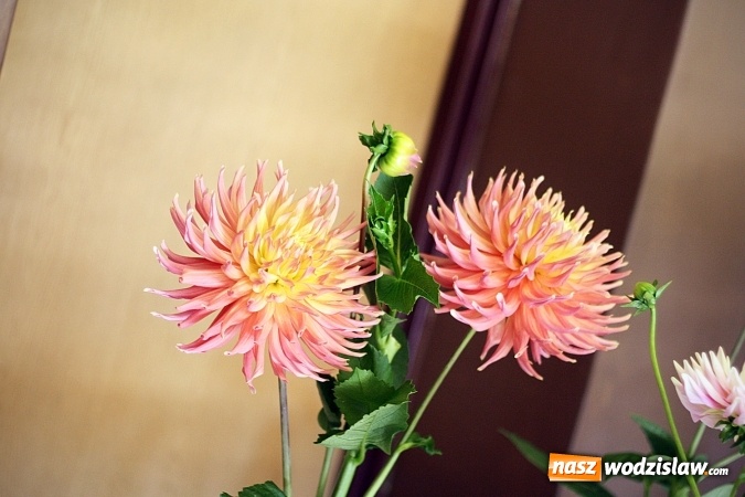 Zdjęcie w galerii na portalu naszwodzislaw.com: Daliami zapachniało w WDK Czyżowice wiadomości z regionu