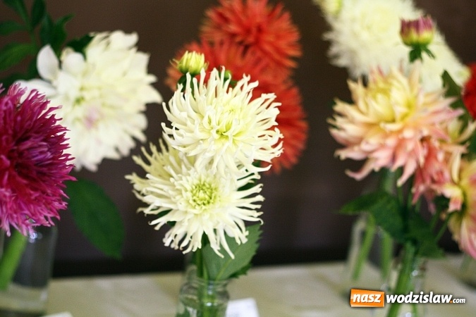 Zdjęcie w galerii na portalu naszwodzislaw.com: Daliami zapachniało w WDK Czyżowice wiadomości z regionu