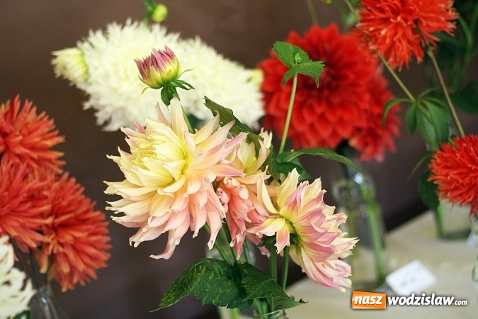 Zdjęcie w galerii na portalu naszwodzislaw.com: Daliami zapachniało w WDK Czyżowice wiadomości z regionu