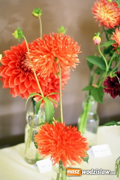 Zdjęcie w galerii na portalu naszwodzislaw.com: Daliami zapachniało w WDK Czyżowice wiadomości z regionu