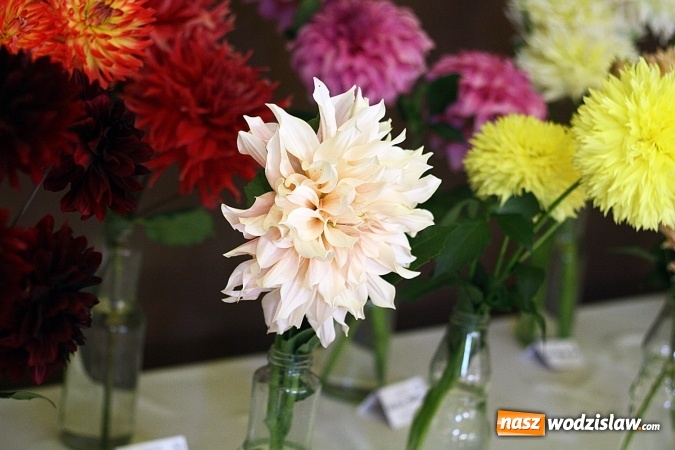 Zdjęcie w galerii na portalu naszwodzislaw.com: Daliami zapachniało w WDK Czyżowice wiadomości z regionu