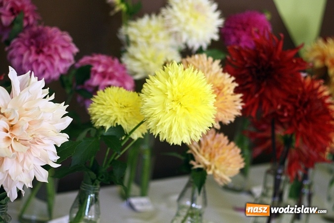 Zdjęcie w galerii na portalu naszwodzislaw.com: Daliami zapachniało w WDK Czyżowice wiadomości z regionu
