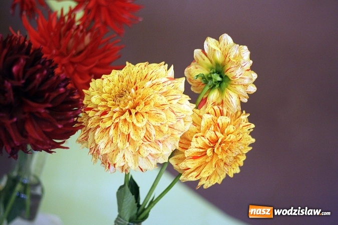 Zdjęcie w galerii na portalu naszwodzislaw.com: Daliami zapachniało w WDK Czyżowice wiadomości z regionu