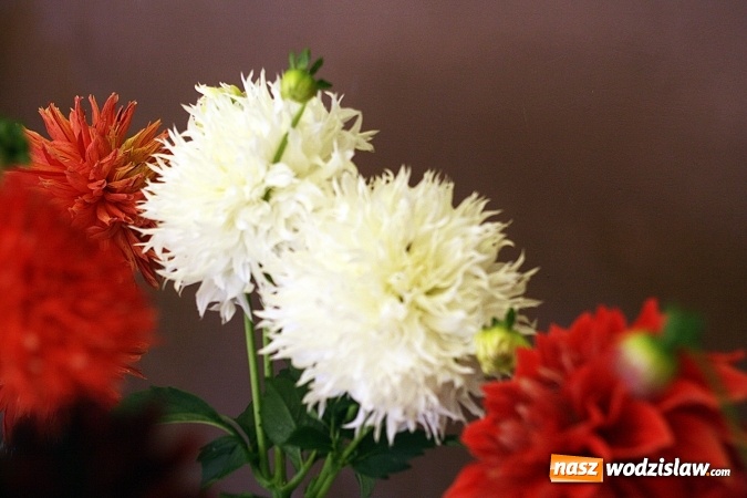 Zdjęcie w galerii na portalu naszwodzislaw.com: Daliami zapachniało w WDK Czyżowice wiadomości z regionu