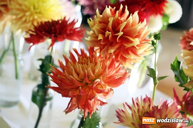 Zdjęcie w galerii na portalu naszwodzislaw.com: Daliami zapachniało w WDK Czyżowice wiadomości z regionu