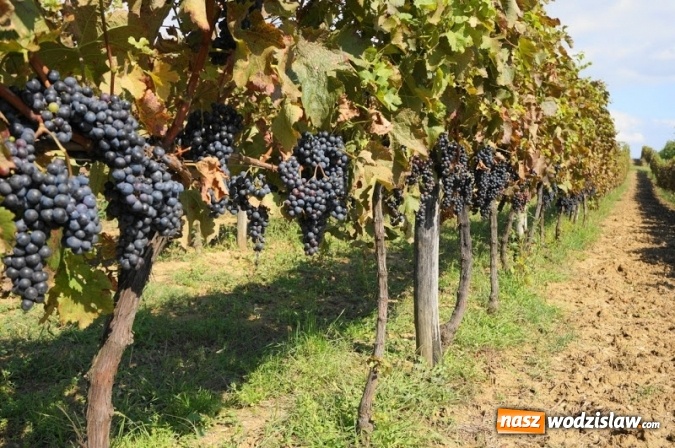 Zdjęcie w galerii na portalu naszwodzislaw.com: Nie byłeś jeszcze na urlopie? Jedź z nami do Chorwacji! Oferta LAST MINUTE! Wyjazd prosto z Rybnika i Raciborza!  wiadomości z regionu