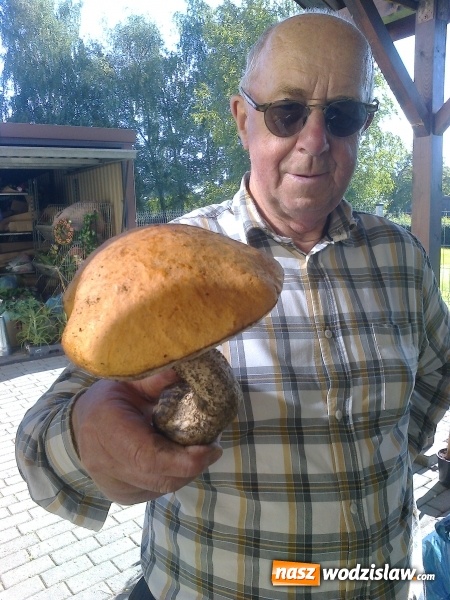 Zdjęcie w galerii na portalu naszwodzislaw.com: Udane grzybobranie radnego Balcera  wiadomości z regionu