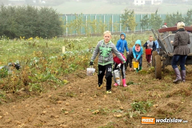 Zdjęcie w galerii na portalu naszwodzislaw.com: Dzieci z Połomi uczestniczyły w tradycyjnych wykopkach wiadomości z regionu